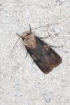 Agrotis puta
