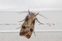 Agrotis puta