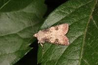 Agrotis puta
