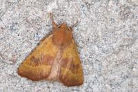 Atethmia centrago