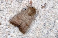 Hoplodrina ambigua