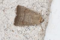 Hoplodrina ambigua