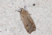 Noctua pronuba