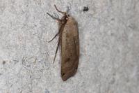 Noctua pronuba