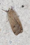 Noctua pronuba