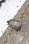 Amphipyra livida