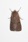 Xestia xanthographa