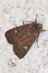 Xestia xanthographa