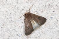 Xestia xanthographa
