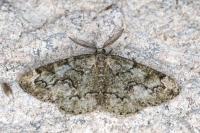 Cleorodes lichenaria