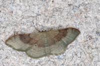 Idaea degeneraria