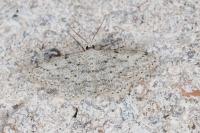 Idaea seriata