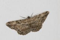 Peribatodes rhomboidaria