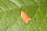 Clepsis consimilana
