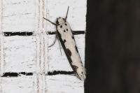 Ethmia bipunctella