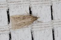 Eudonia pallida
