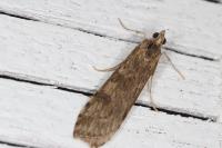 Nomophila noctuella
