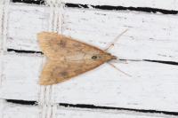 Udea ferrugalis