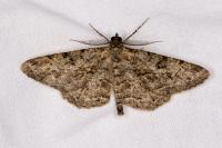 Peribatodes rhomboidaria