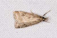 Eudonia pallida