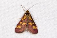 Pyrausta purpuralis