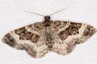 Epirrhoe alternata