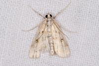 Parapoynx stratiotata