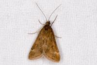 Pyrausta despicata