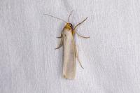 Eilema caniola