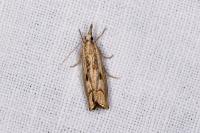 Agriphila geniculea