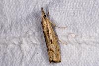 Agriphila geniculea