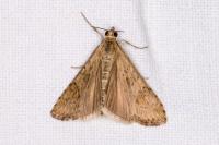 Nomophila noctuella