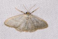 Idaea subsericeata