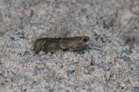 Ephestia