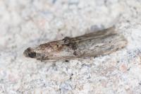 Nephopterix angustella
