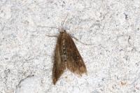 Parapoynx stratiotata