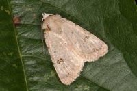 Caradrina kadenii