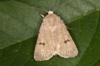 Caradrina kadenii