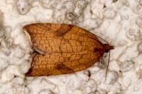 Acleris rhombana