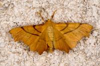 Ennomos erosaria