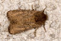 Luperina testacea