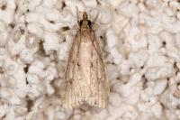 Eudonia pallida