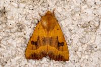 Atethmia centrago