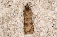 Nomophila noctuella