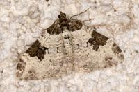 Xanthorhoe fluctuata