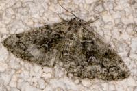 Cleorodes lichenaria