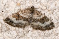 Epirrhoe alternata