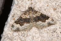 Epirrhoe galiata
