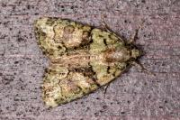 Cryphia algae