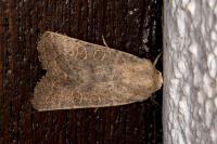 Hoplodrina ambigua
